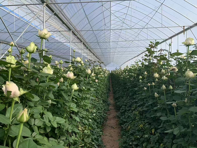 Serre de roses du Yunnan