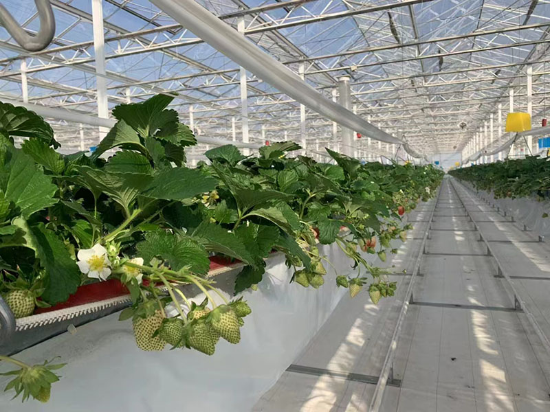 Serre à fraises du Yunnan