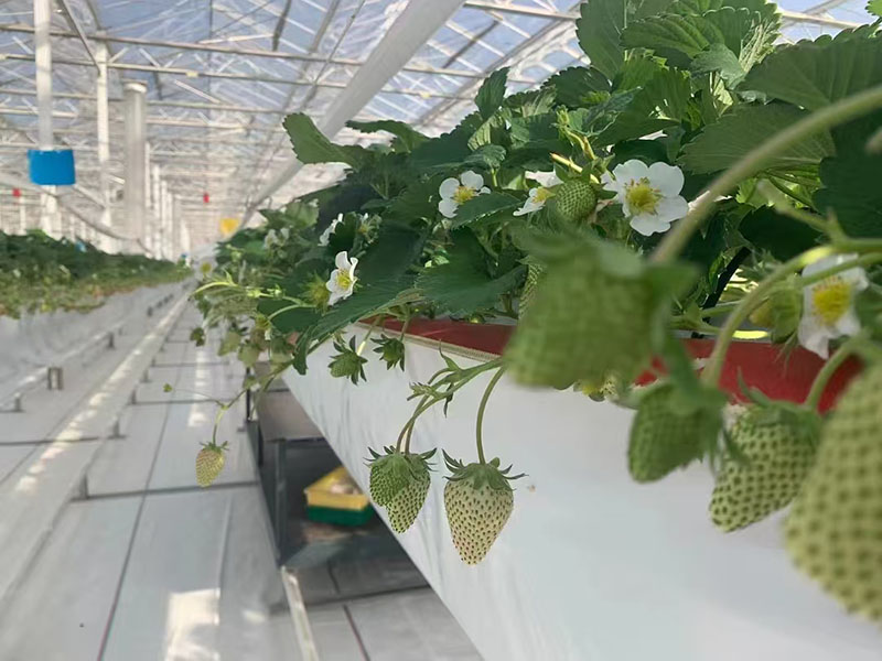 Serre à fraises du Yunnan
