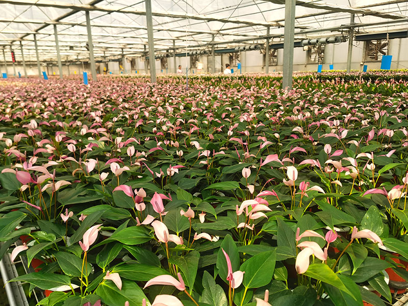 حديقة زهور جينان شانغهاي