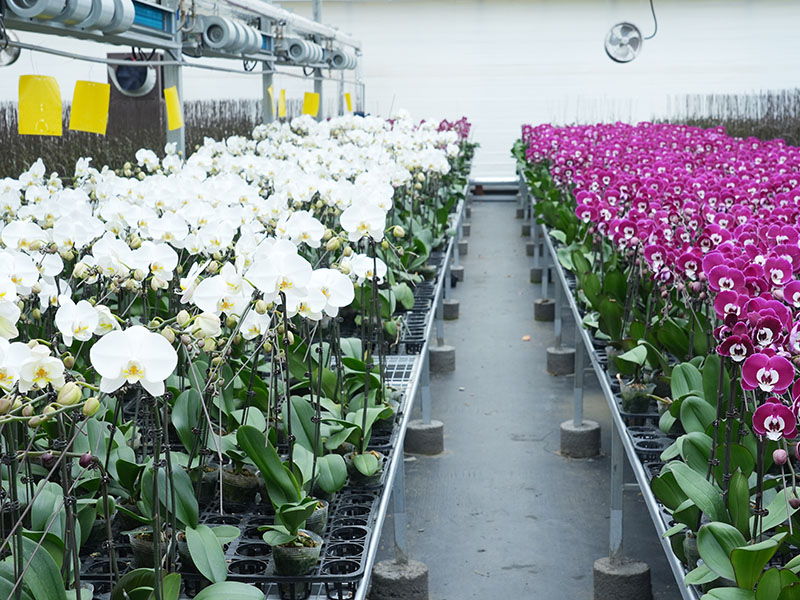 قاعدة Xinhe Orchid Valley فالاينوبسيس