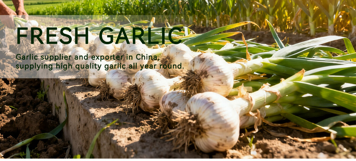 China Fresh Garlic Wholesaler