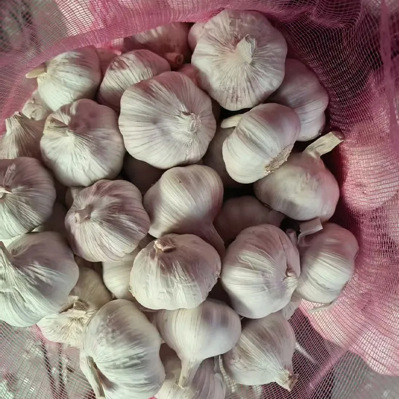 China Fresh Garlic Wholesaler