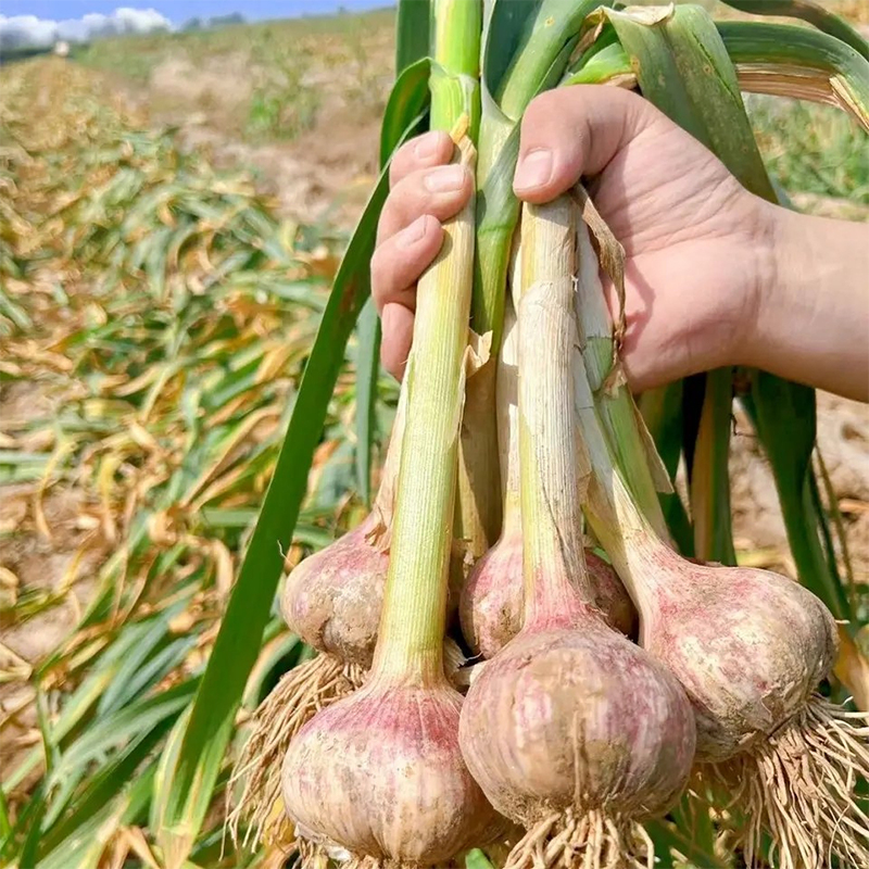 Organic Seed Garlic For Sale