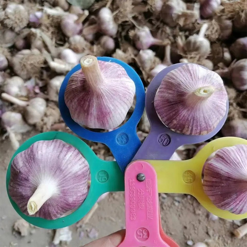 Organic Seed Garlic For Sale