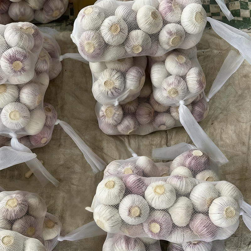 Solo Garlic