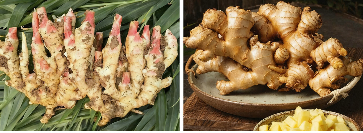 Chinese Air Dried Ginger Supplier
