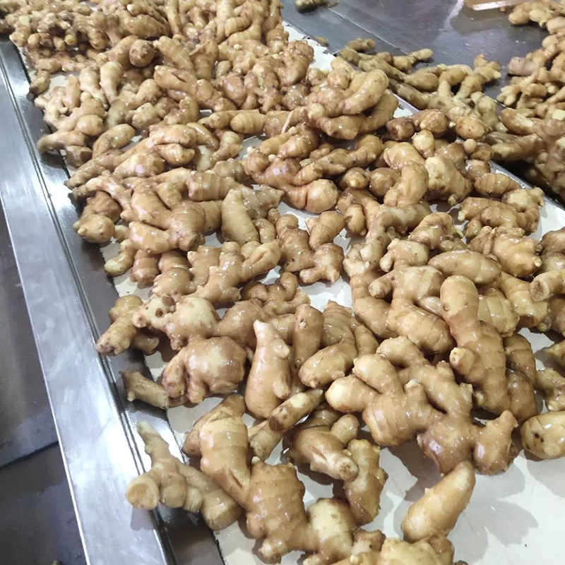 Chinese Air Dried Ginger Supplier