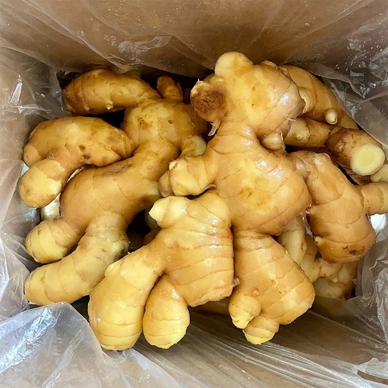 Good Quality Selected Chinese Fresh Ginger or Air Dried Ginger