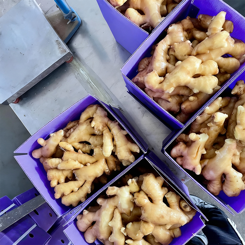 Good Quality Selected Chinese Fresh Ginger or Air Dried Ginger