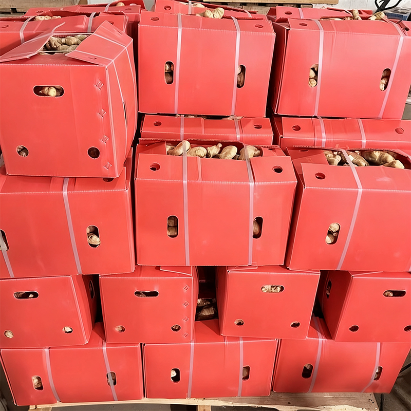 Supply Selected Super Quality Chinese Fresh or Air Dried Ginger