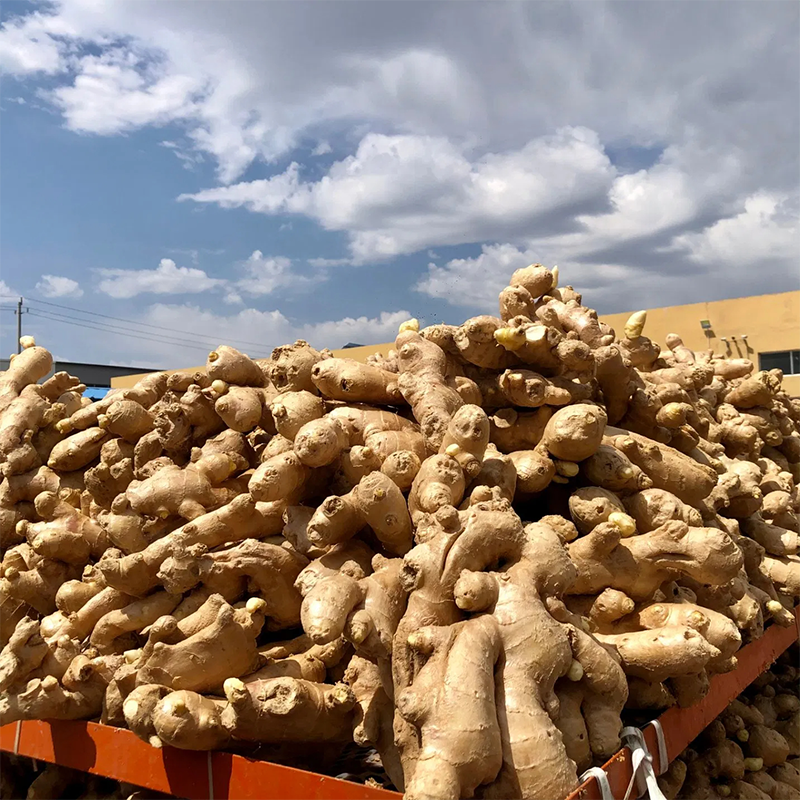 High Quality Wholesale Cheap Price New Crop Fresh Ginger