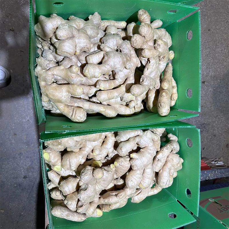 High Quality Wholesale Cheap Price New Crop Fresh Ginger