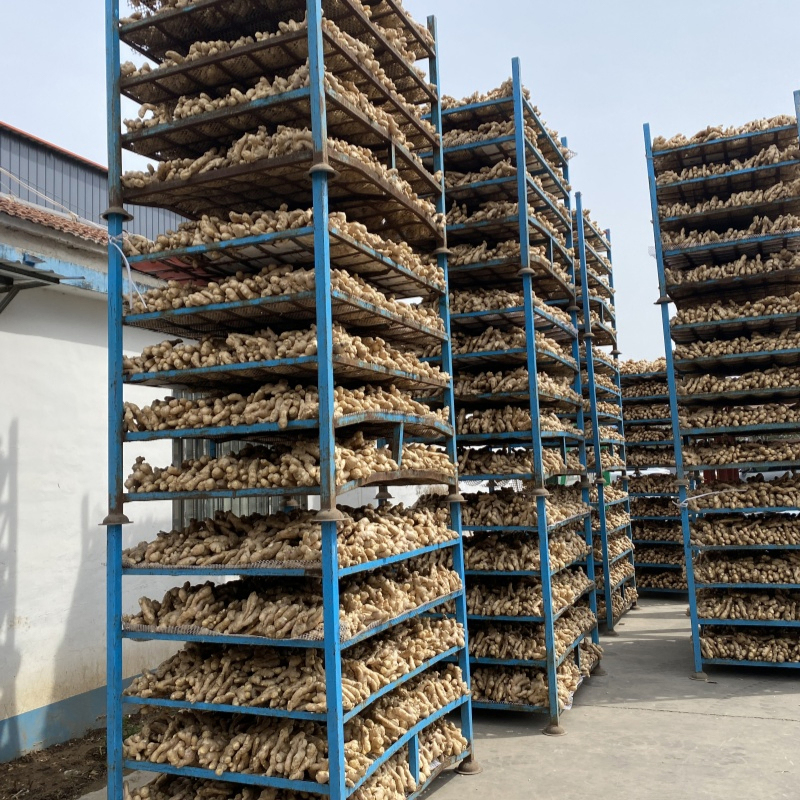 10kg Box/Carton Fresh Ginger