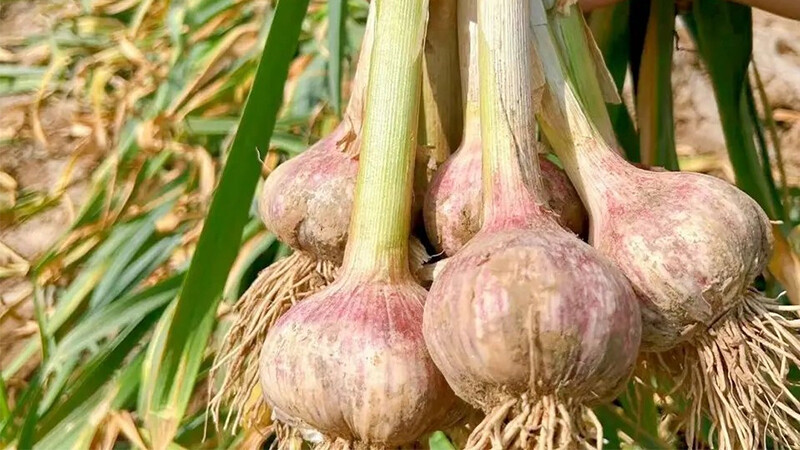 Garlic Harvest Time