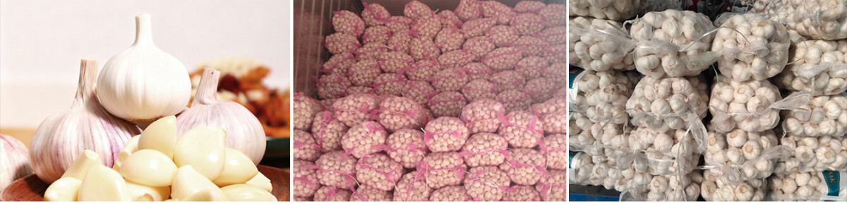 Fresh Pure White Garlic Small Package