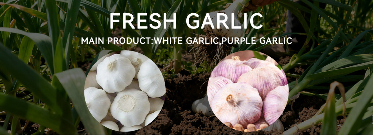Bulk Fresh Garlic