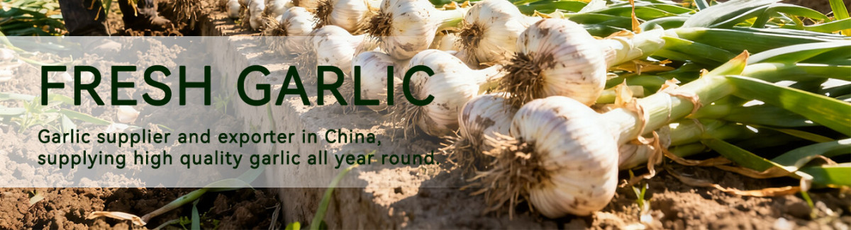 One Bulb Fresh Garlic