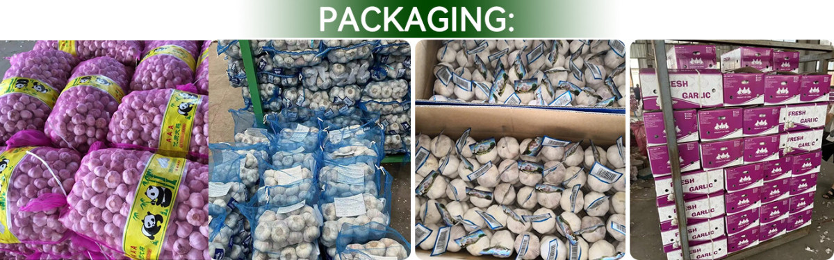 China Fresh Garlic Wholesaler