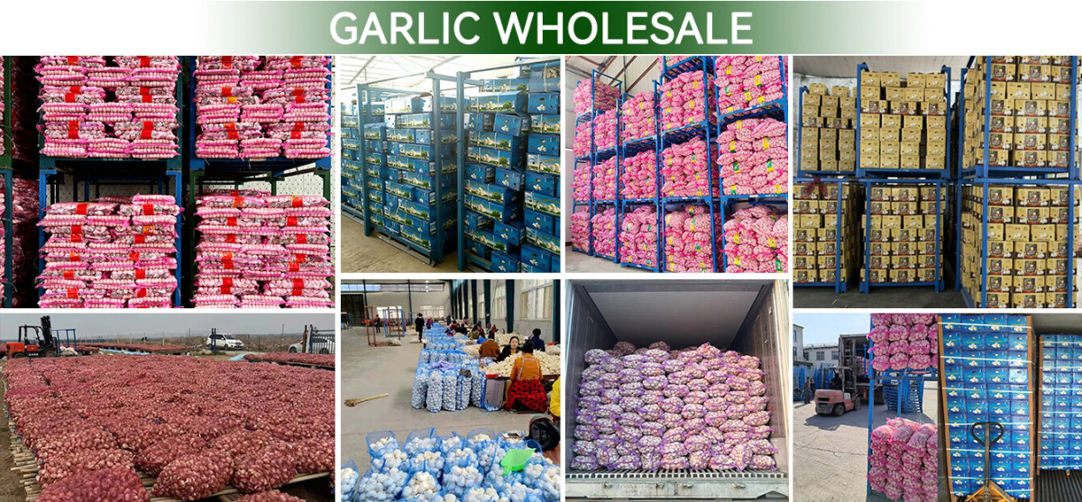 China Fresh Garlic Wholesaler