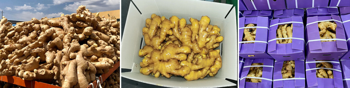 Ginger loose packing