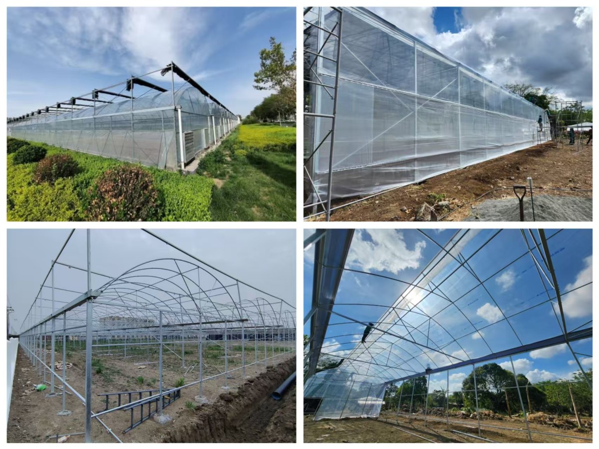 Film Multi-span Greenhouse