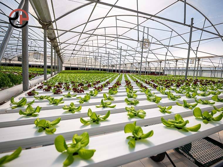 Multi-Span Greenhouse