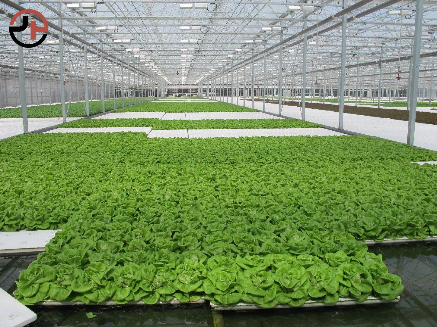 Multi-Span Greenhouse
