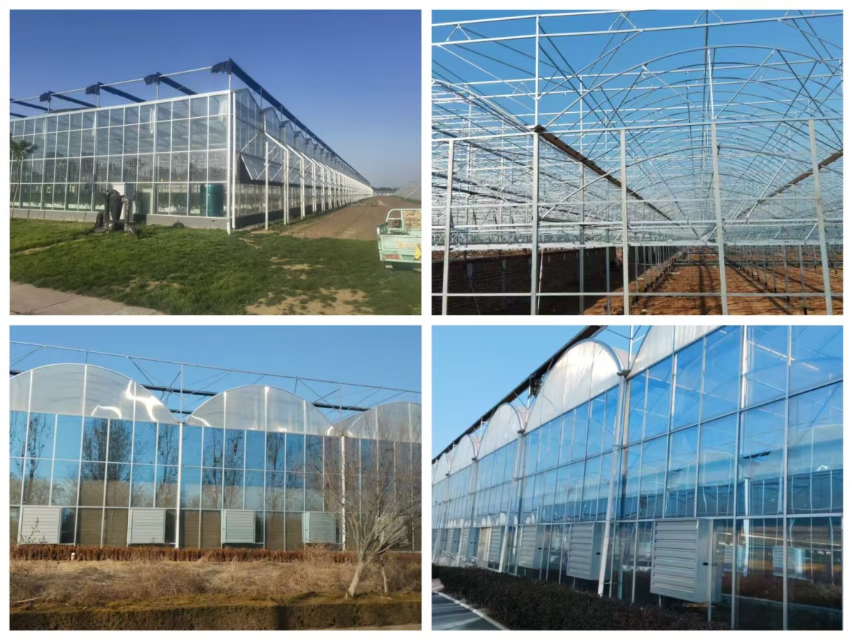 3 Glass Multi-span Venlo Greenhouse