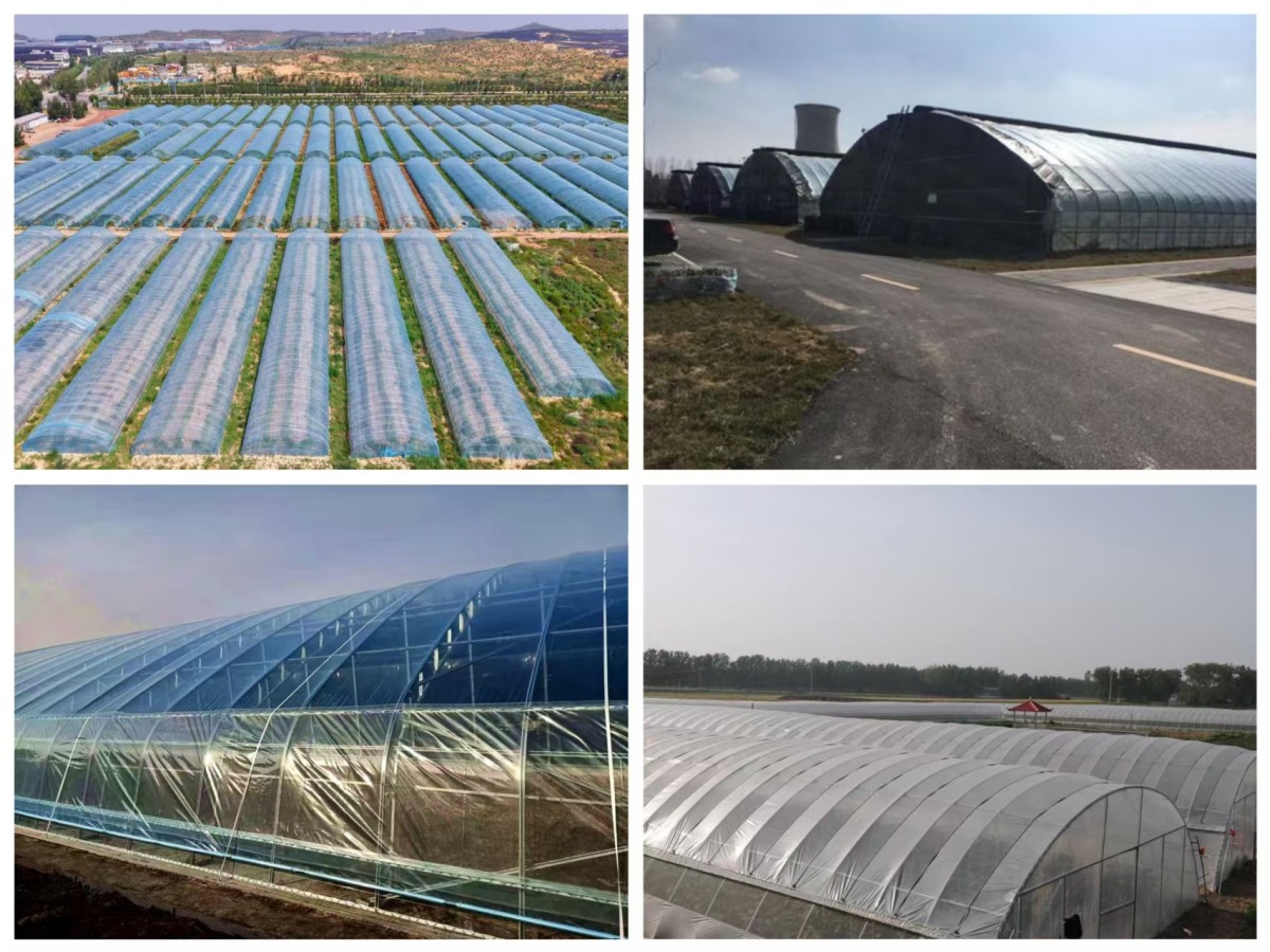 Single-span Tunnel Greenhouse