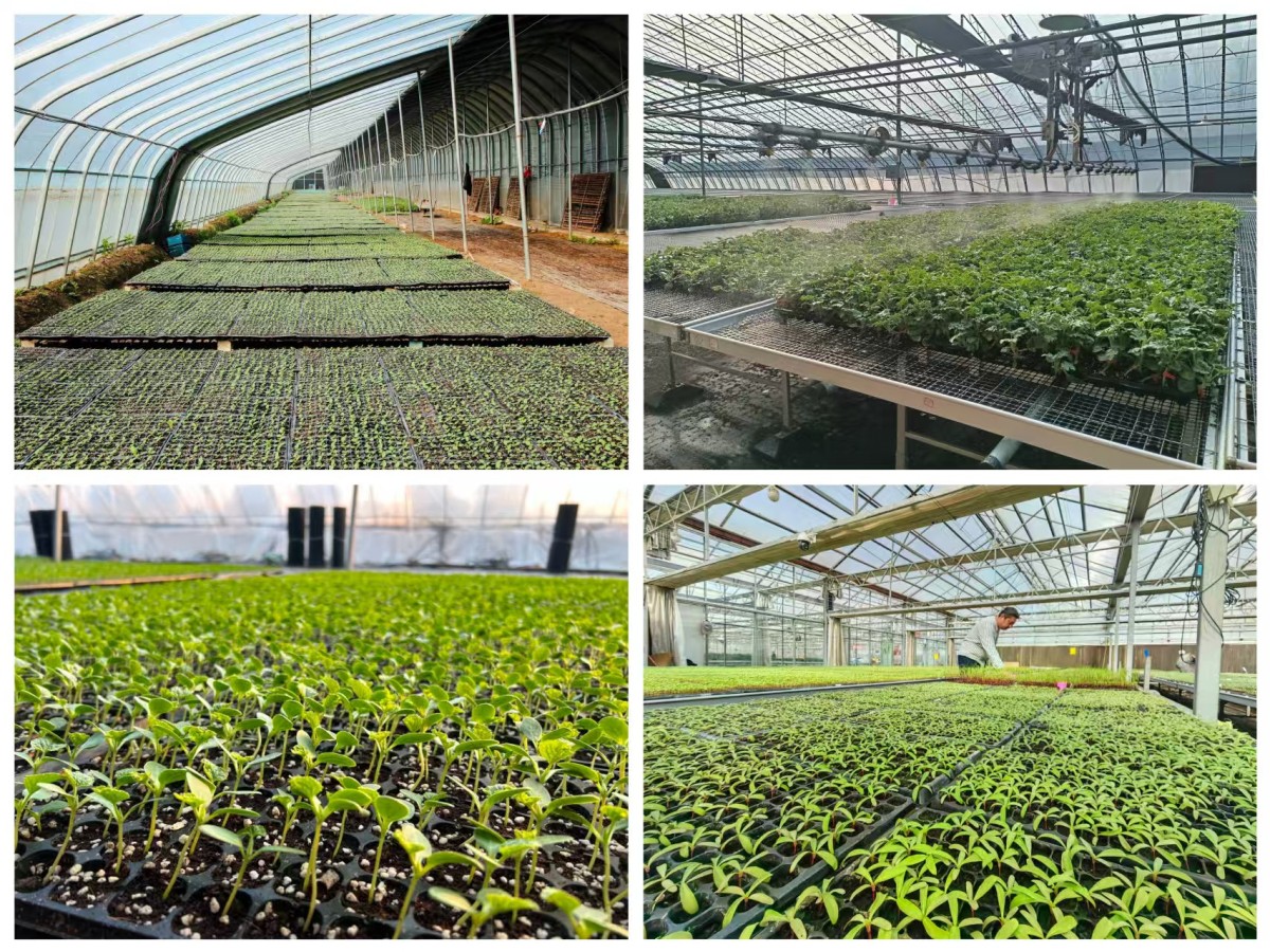 Double Layer Greenhouse