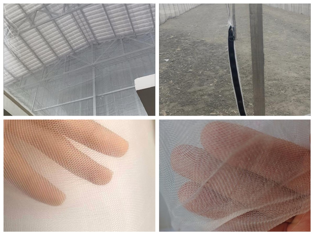 Insect Net