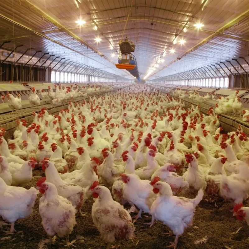 Livestock Shed