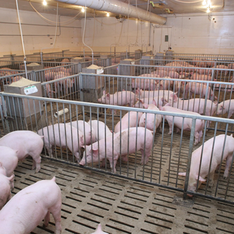 Fujian Intelligent Pig Farming Complex