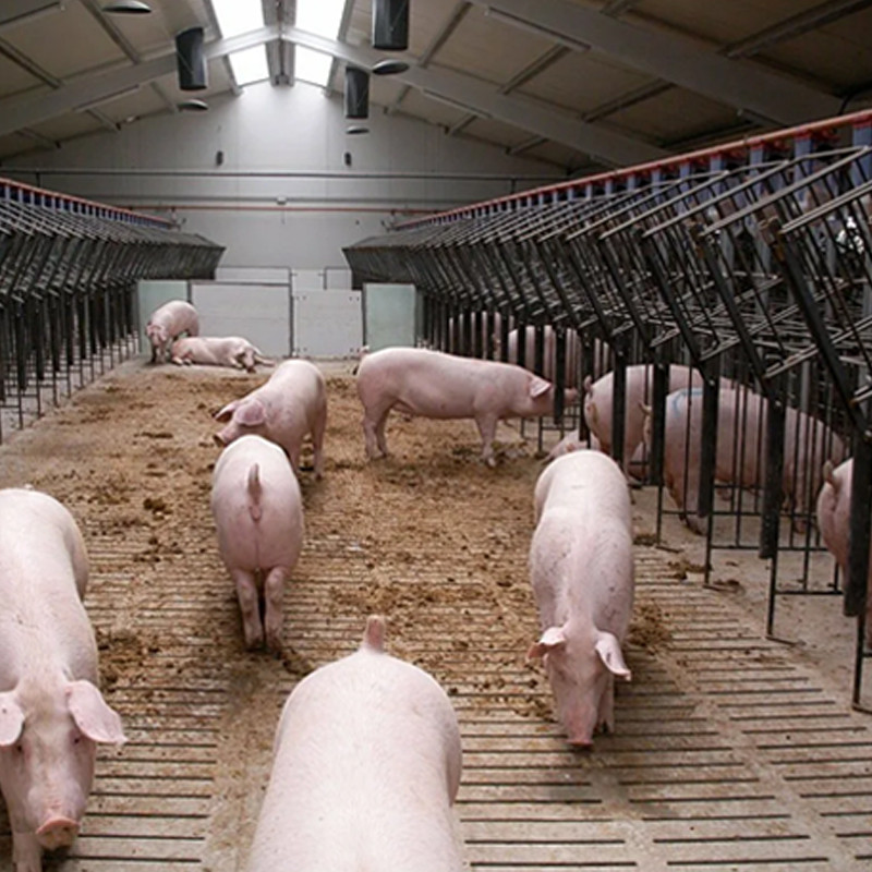 Fujian Intelligent Pig Farming Complex