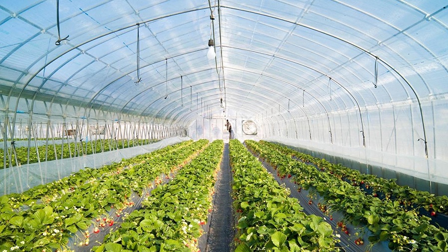 The Importance of Greenhouse Covering Film