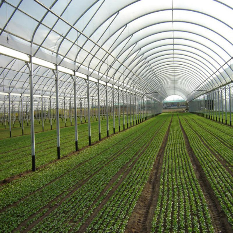 Multi-Span Vegetable Low Cost Agricultural PE Tunnel Greenhouse Po Film