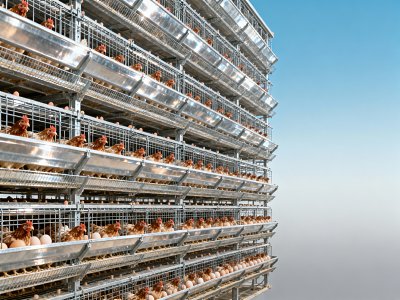 What to check before buying a 30,000-layer H-type automatic battery cage