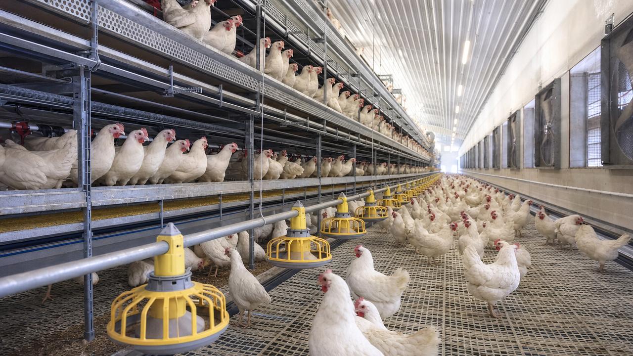 How to choose livestock equipment that cuts poultry losses