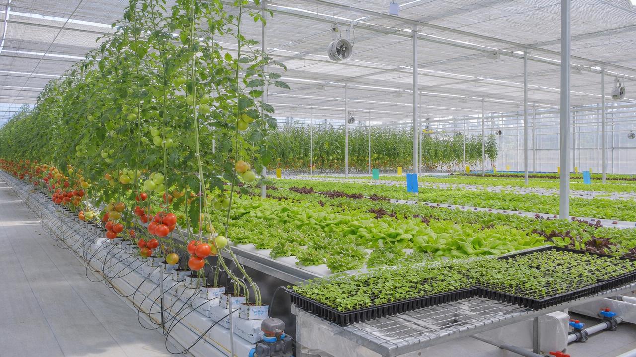 How to choose greenhouse cultivation supplies for stable yields