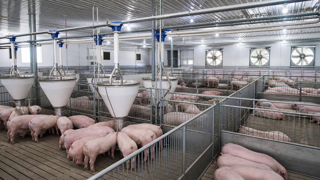 How to Choose Animal Husbandry Equipment for Pig Farms by Herd Size and Feeding System