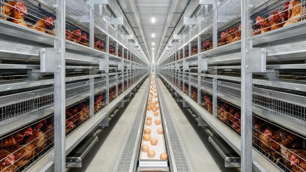 The Evolution of High-Density Rearing: Structural Mechanics in Modern Battery Cages