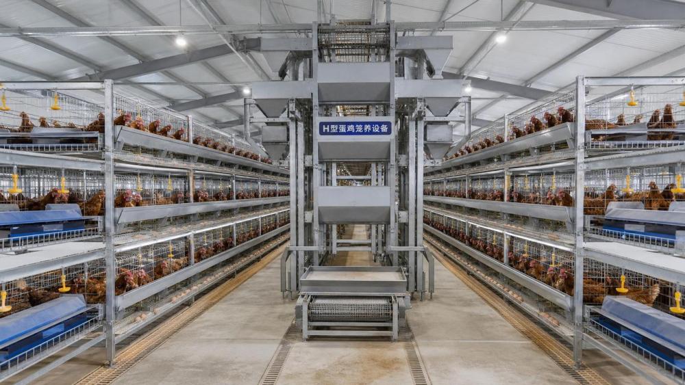 Layer Cage Design for High-Density Egg Farms: What Buyers Should Assess Layer Cage Design for High-Density Egg Farms: What Buyers Should Assess