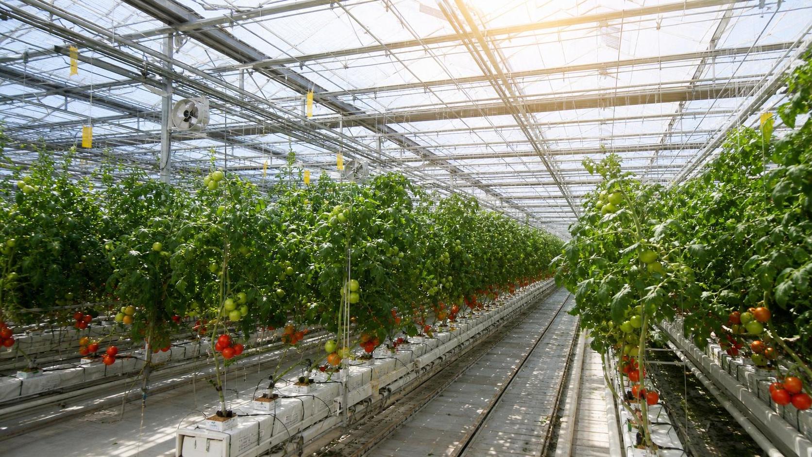 Commercial Greenhouse Market Trends: How Controlled Agriculture Is Reshaping Global Food Production