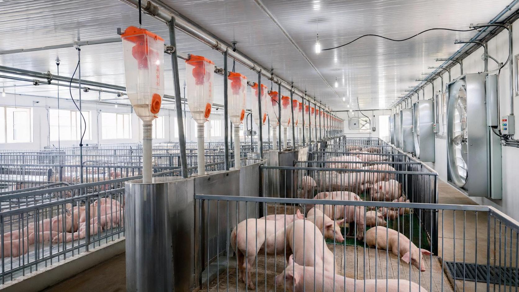 Animal Husbandry Equipment for Pig Farms: Key Systems to Compare Before Buying