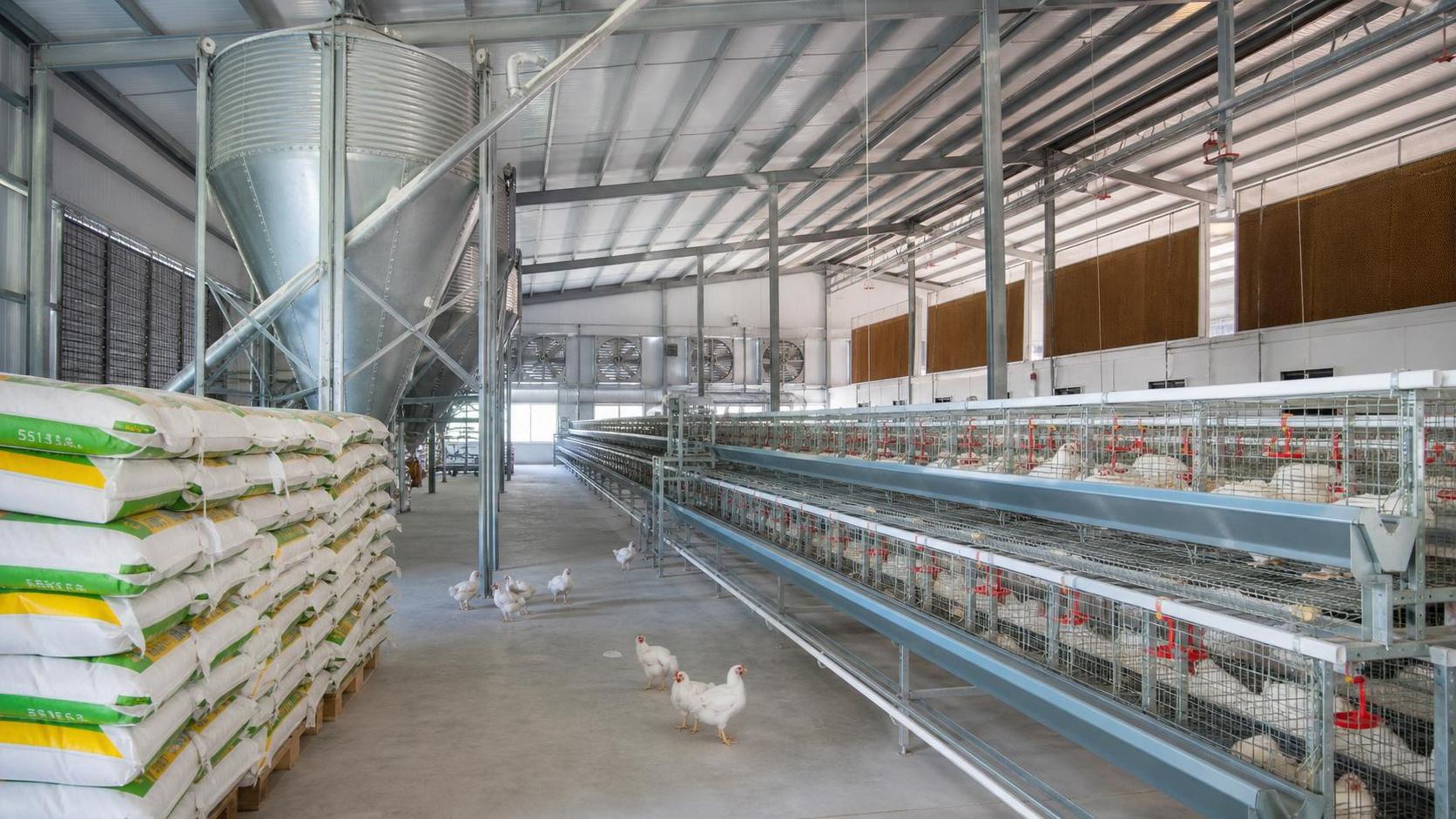 Poultry Farming Supplies Cost Breakdown: What Drives Feed, Housing, and Equipment Spend?