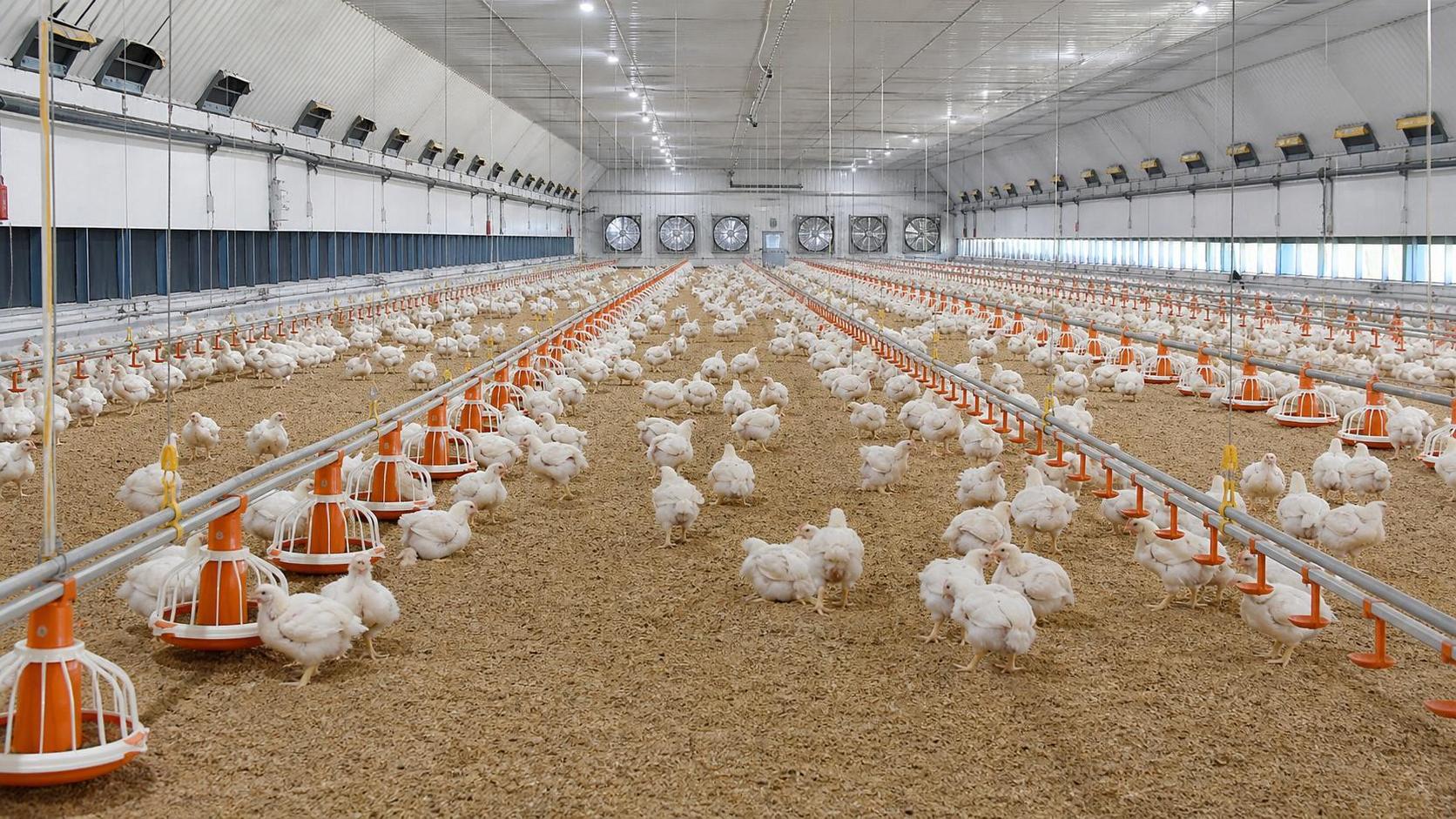 Poultry Farming Problems: How to Reduce Feed Waste, Mortality, and Disease Risk