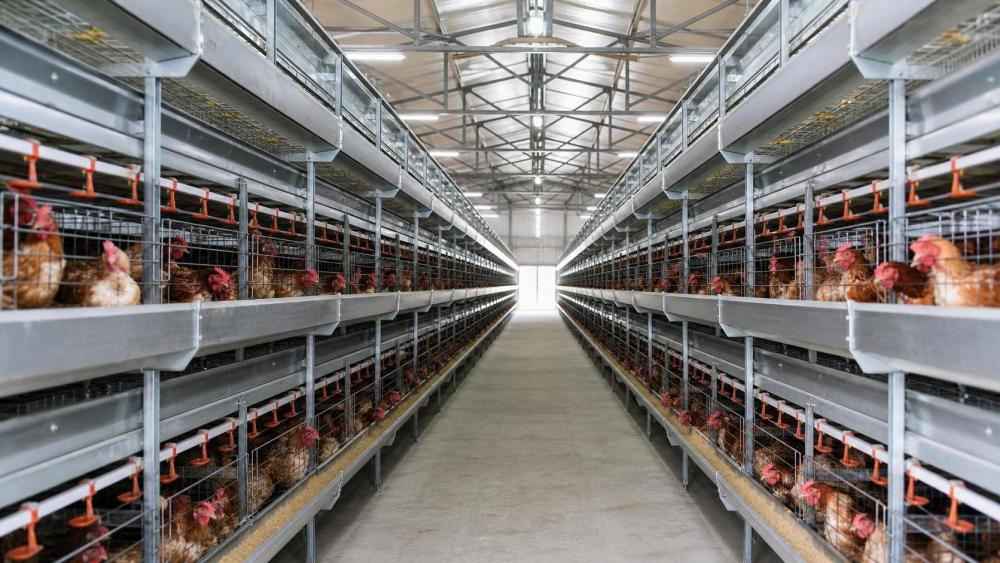 Battery System In Poultry: Practical Guide for Poultry Buyers Battery System In Poultry: Practical Guide for Poultry Buyers