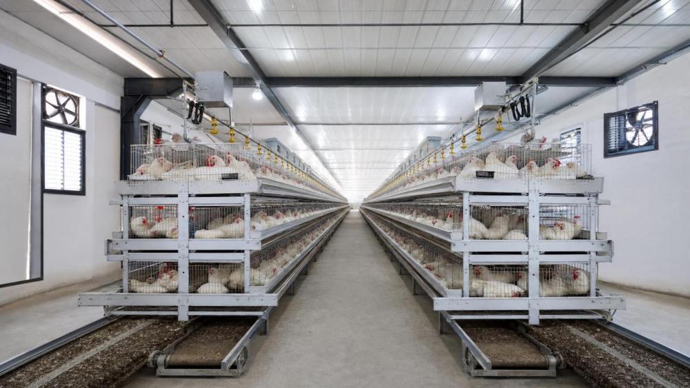 Selection Factors for Commercial Broiler Cage Farms Selection Factors for Commercial Broiler Cage Farms