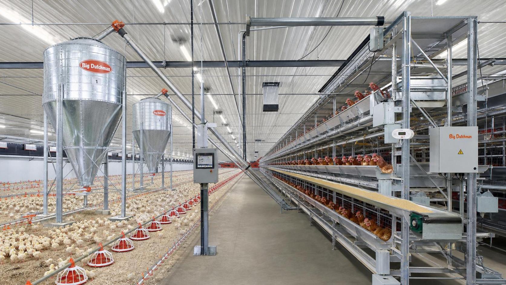 How to Choose Poultry Farming Automatic Feeding Systems for Broilers and Layers